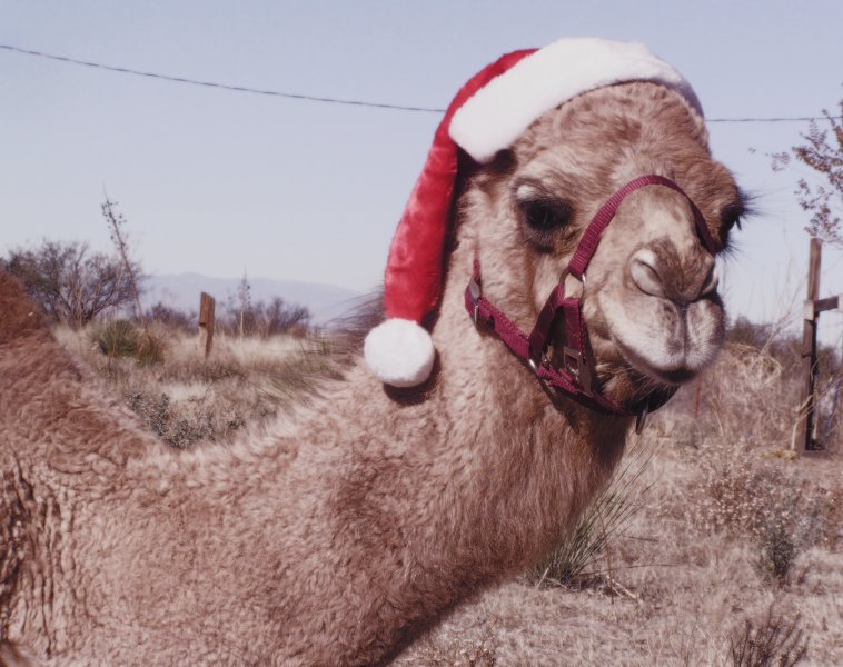 11 month-old dromedary wearing Santa's hat